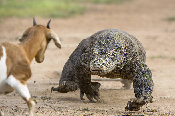 Komodo Island Tour Tips: How to Safely Observe Komodo Dragons in Their Natural Habitat