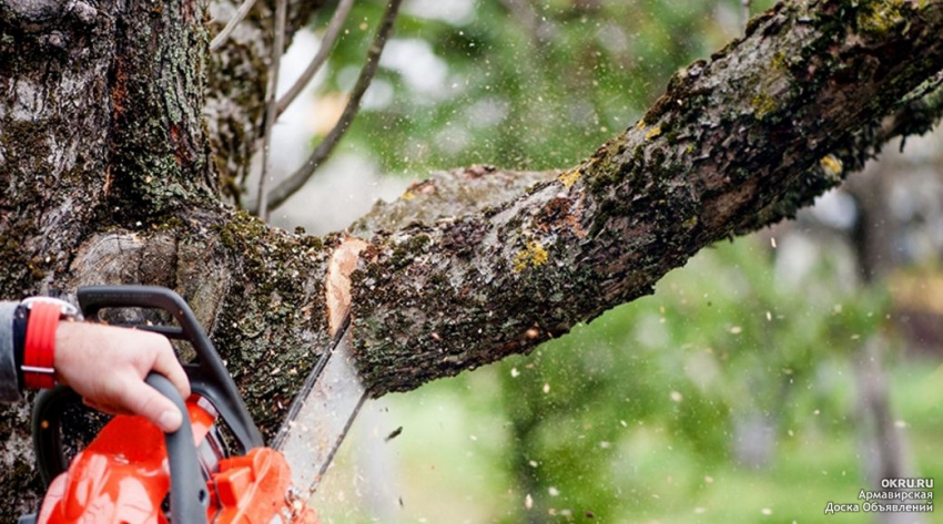 Comprehensive Tree Removal Services in Anderson CA: Ensuring Safety and Cleanliness